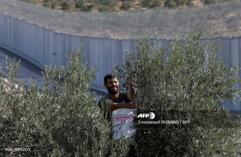 A Palestinian man harvests olives by Israel's controversial separation barrier, on his land which was sectioned by the wall, near the West Bank village of Bayt Awwa,
@EmmanuelDunand