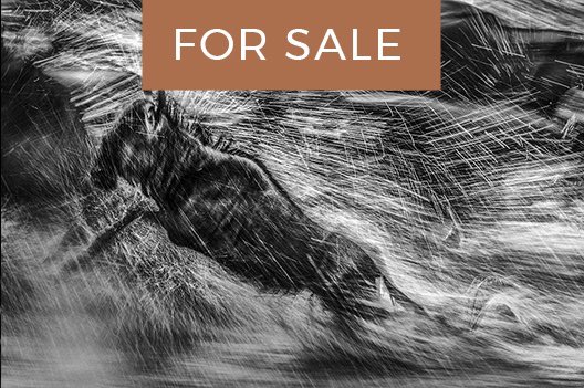 GreatestMara's tweet photo. NOW ON AUCTION – FEDERICO VERONESI: Big cats and small, dusty crossings and wet wildebeest, Federico captures it all. Don’t miss out on this auction #TGMMAuction #GoingOnce https://t.co/H2XVMVN2nV https://t.co/xP5tVOusGY