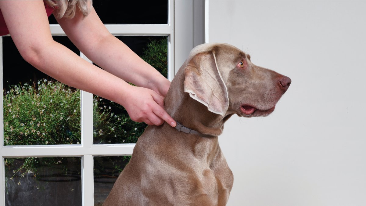 Help your customers support their dogs at home and on-the-go with the #BeapharCaniComfort #CalmingCollar - available for #dogs and #puppies. The #pheromones create a #calmingeffect that travels with the dog. Must-have for #newpuppy owners to help them settle in their #newhome.
