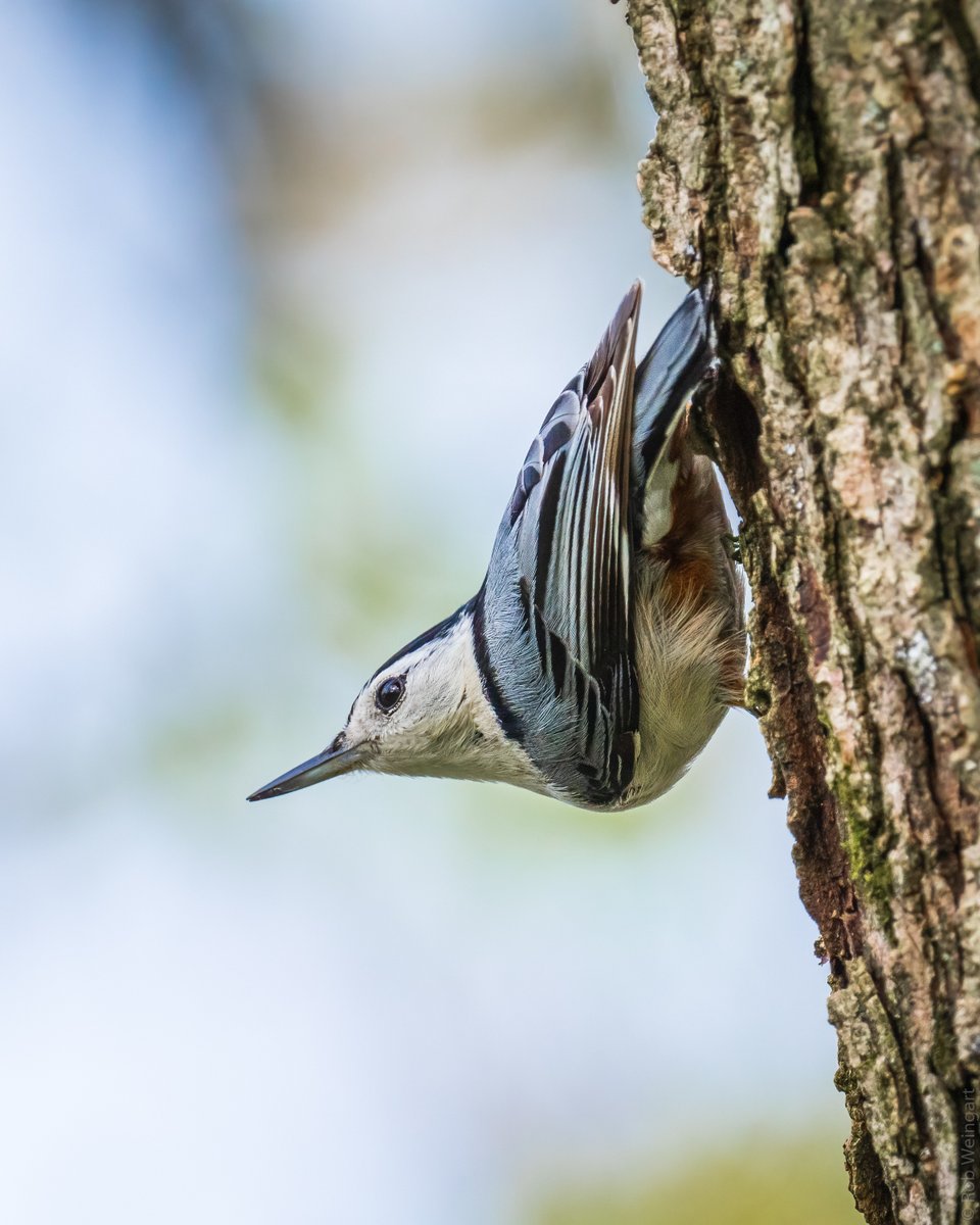 Dramatic Nuthatch

#whitebreastednuthatch #nuthatch #classicpose
#wildlife #wildlifephotography #birding #birdtonic