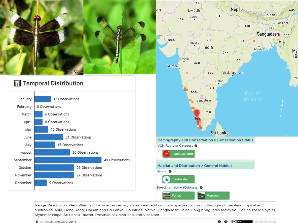 inbiodiversity's tweet photo. From over 200 records uploaded on IBP, this is what we know about the distribution of the Pied Paddy Skimmer dragonfly. Can you help fill in the obvious data gaps by uploading observations of it from your locality? https://t.co/JDHh7DutET https://t.co/uBsboyQqxy