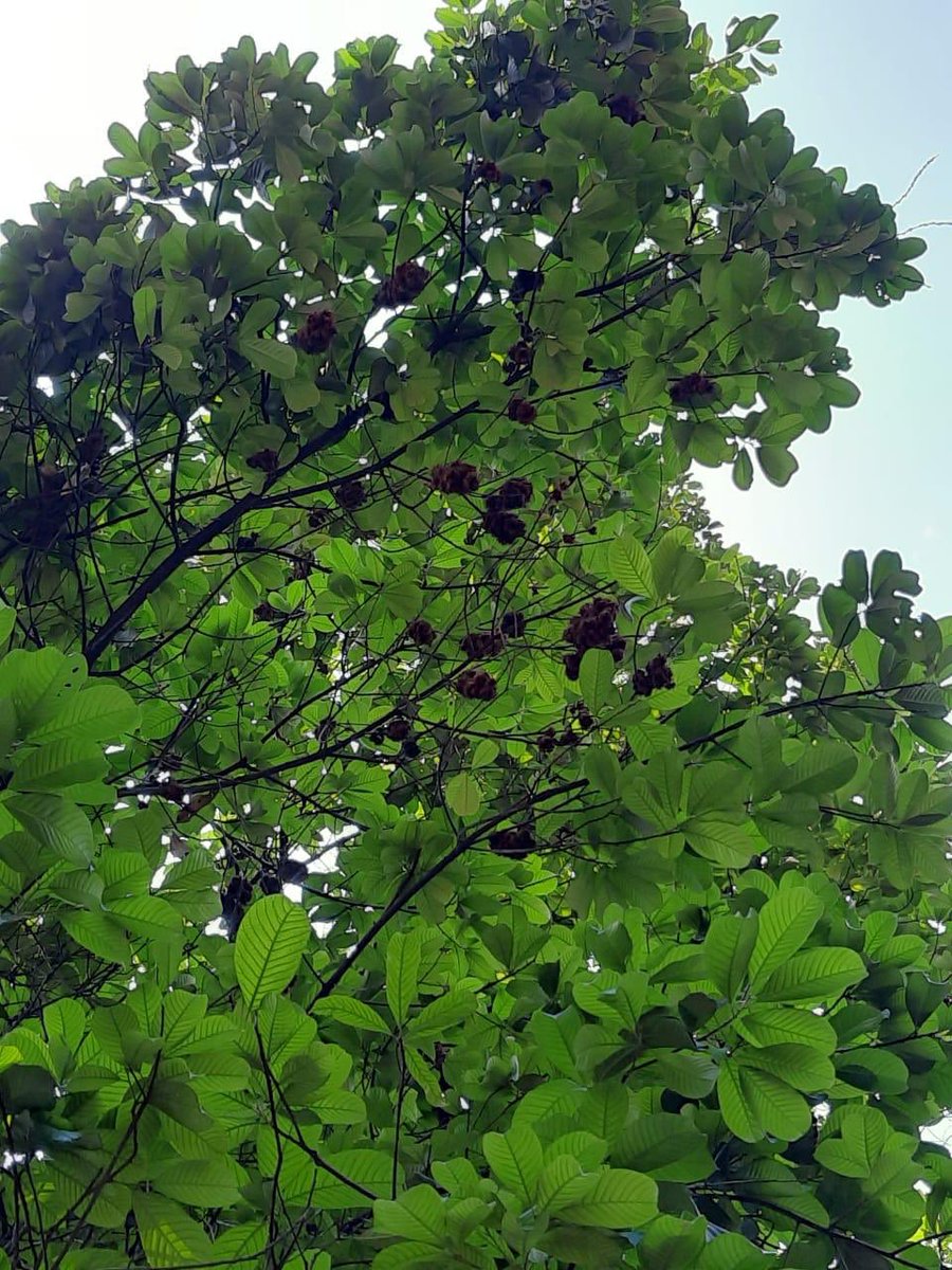 Sequencing genomic DNA of four important tree species using ONT by our research groups at IPB University Bogor, Indonesia. We are excited to get the first data of long-read sequences. <a href="/nanopore/">Oxford Nanopore</a> <a href="/MuhammadMajiidu/">Muhammad Majiidu</a>