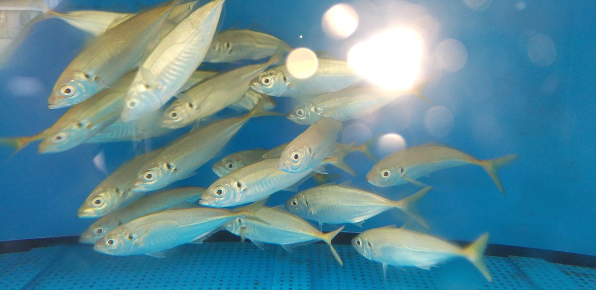 O Xrhsths 大嵐 グレタビ Sto Twitter 魚座 の水槽で泳いでたお魚さんたち お魚 魚 神奈川県 真鶴町 真鶴漁港 魚市場 魚座 水槽