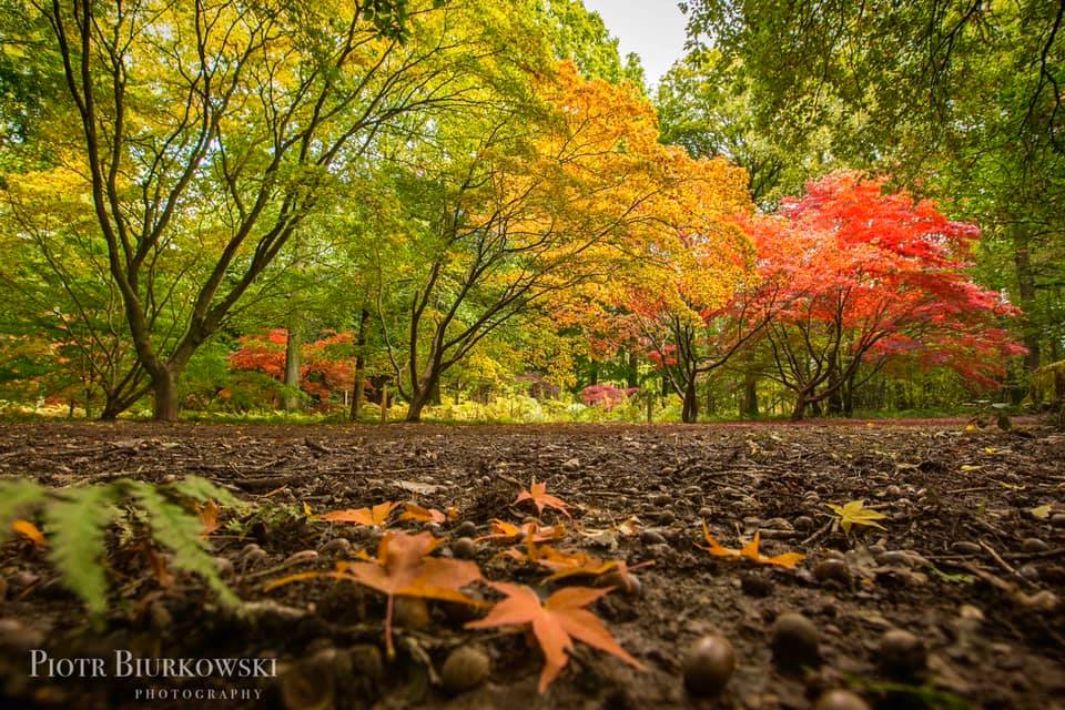 AUTUMN LOVELINESS | @Queenswood_CP is the place to be this season. Wonderful walks, fabulous trails &amp; spectacular surroundings. It's one of our favourite places. #herefordhour

eatsleepliveherefordshire.co.uk/autumn-is-quee…

#autumn #autumnvibes #herefordshire #halfterm #walking #photography #wildlife