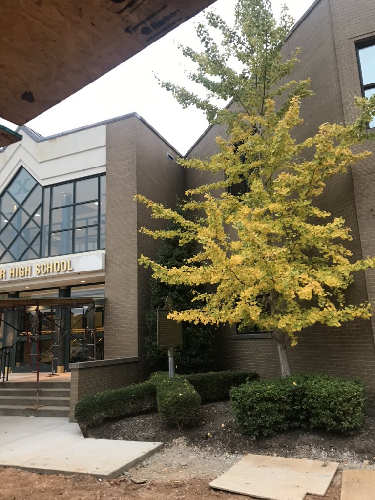GlaserMglaser's tweet photo. Nothing like being a Tiger and knowing God is a fan: He made the trees Green and Gold!! #GreatToBeaTiger https://t.co/SI90lIS0p6