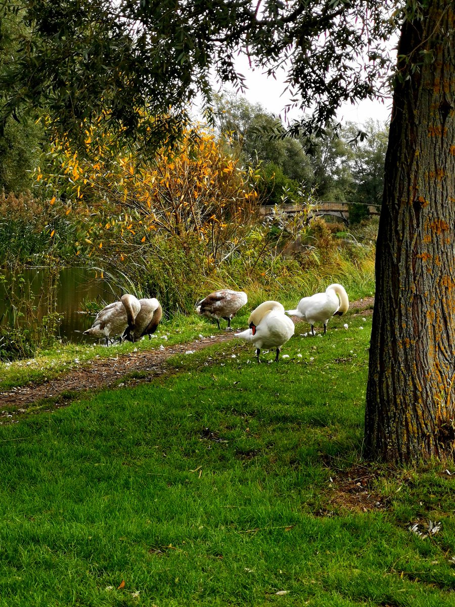 📷 🌿 Today's #natureview 👀 🌿🦢🦆🦢🌳🍃 https://t.co/3WuyQ50PHX