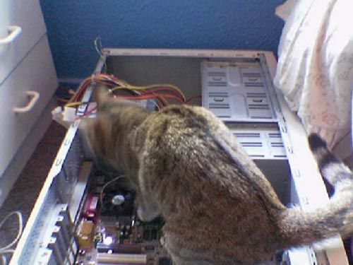 CorOfTheSUN's tweet image. O.o (It a Holiday, working,  off day!🤔😂🤣🤪)

Whatever you do this day,    please enjoy it!  

Monday is upon us!! 😷🙏 || 🙏😷((🙏🏿🙏💚 compassionate Waves and no sorrow!! 💚🙏🏽🙏🏻)) to you all. 

#glitchhop #glitch #ghc
Electron - Cat Funk
youtu.be/D410F3ZBRLc #MondayVibes