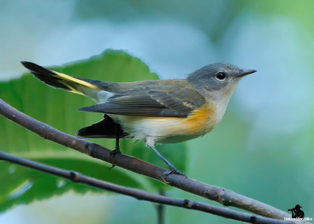 NatureManMike's tweet photo. American Redstart (female)
#birdphotography #bird #birdlovers #massaudubon #birdphotography #warblercrazy #BirdsConnectOurWorld #birdsofinstagram #NaturePhotography #emeraldnecklaceparks #audubonsociety #naturelovers #strabopixelclub #audubontakeover #TwitterNatureCommunity https://t.co/vSghhOfwAP