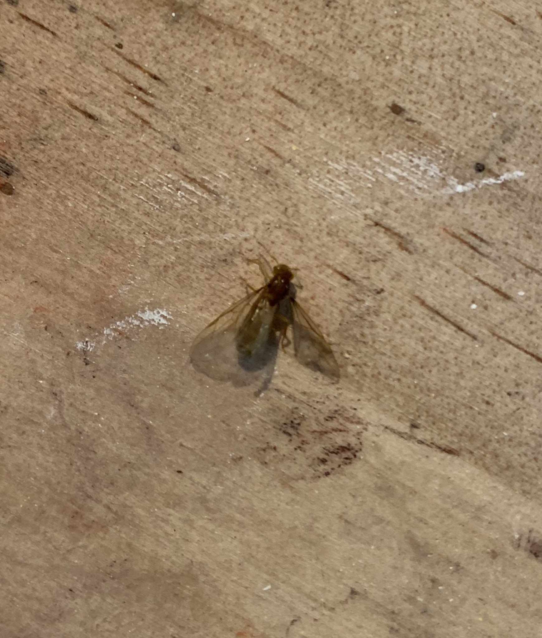 工房atari 東京ハンドメイドマルシェとデザフェス すみません これってシロアリになる羽アリですか 分かる方教えてください お願いします シロアリ 白アリ 羽アリ T Co Ku8jimwrgg Twitter