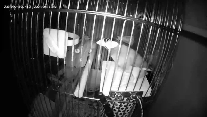 消灯直後の文鳥と現在の文鳥 