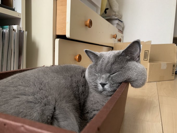飼い主 ほっぺがこぼれおちそう 箱の中で眠る猫ちゃんのプニプニほっぺがかわいい ねとらぼ
