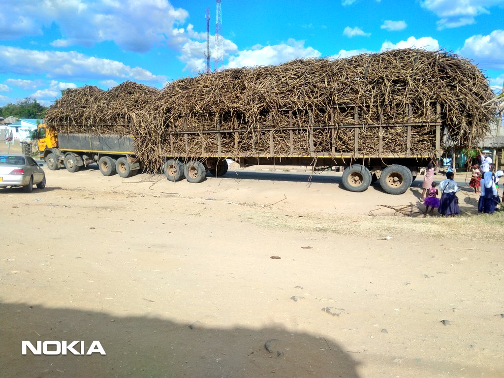 RaphaelMheta's tweet photo. Miwa ipo tayari kwa ajili ya kupelekwa kiwandani mtibwa #TURIANI https://t.co/KbxlnRYrQg