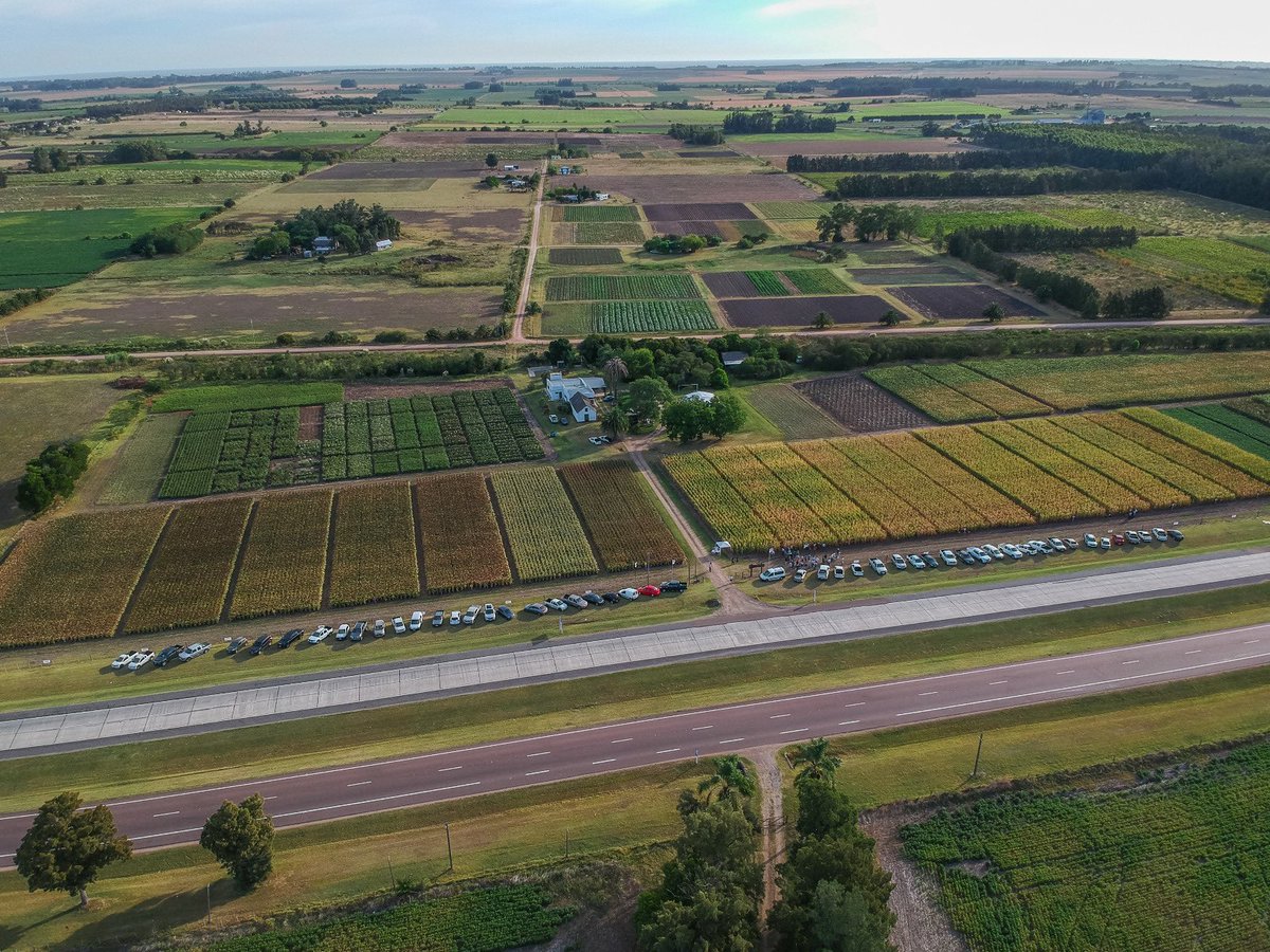 NufarmUy's tweet photo. Es tiempo de Sorgo! Como hace más de 32 años, el Sorgo en Uruguay es IPB. Graníferos con y sin Taninos. Sileros BMR, Forrajeros convencionales y Fotosensitivos. Tenemos un Híbrido para cada Necesidad. https://t.co/oed1ho7hq3