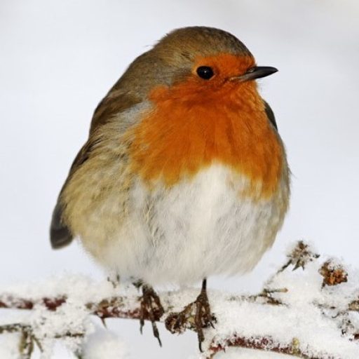 There's a new children's author in town. <a href="/abivankraay/">Abigail van Kraay</a> is definitely one to watch out for ow.ly/cwhO50BPReL Debut novel, coming soon. #kidslit #scbwi