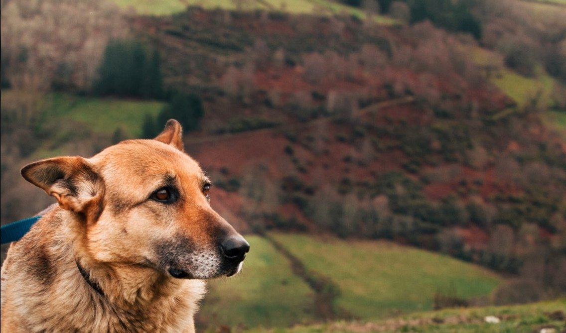 Faleceu Luna, a cadela de Amador no filme e na vida real. Quedará sempre nas nosas lembranzas e nas nosas pantallas. ❤️