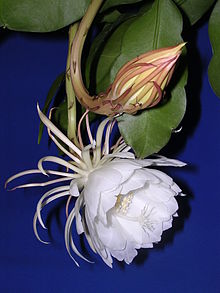 vedicities's tweet photo. @davidfrawleyved @IndiaTales7 Interesting! The flower Epiphyllum oxypetalum is also called Bramha Kamal in Maharashtra &amp; Karnataka. Watching it bloom is considered a sacred experience by many Asian countries including India &amp; China (blooming festival event was depicted in  the 2018 movie Crazy Rich Asians) https://t.co/8Bi8OKtuUg