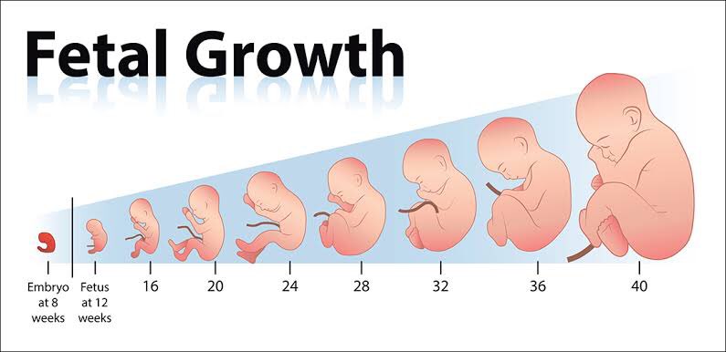 [5] In fetal development, the heart develops and starts beating before the brain begins to develops. Another evidence to always trust the heart (emotion) over the brain (logic)