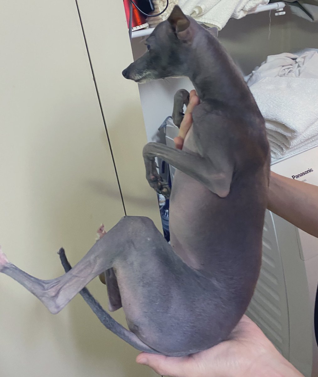 エジプト Ar Twitter 帰宅したら盗み食いでお腹パンパンの犬 がいたから てんちゃん ご飯食べよっか っていつも通り言ったら やったー ご飯だ って喜んでるフリだけしてた犬