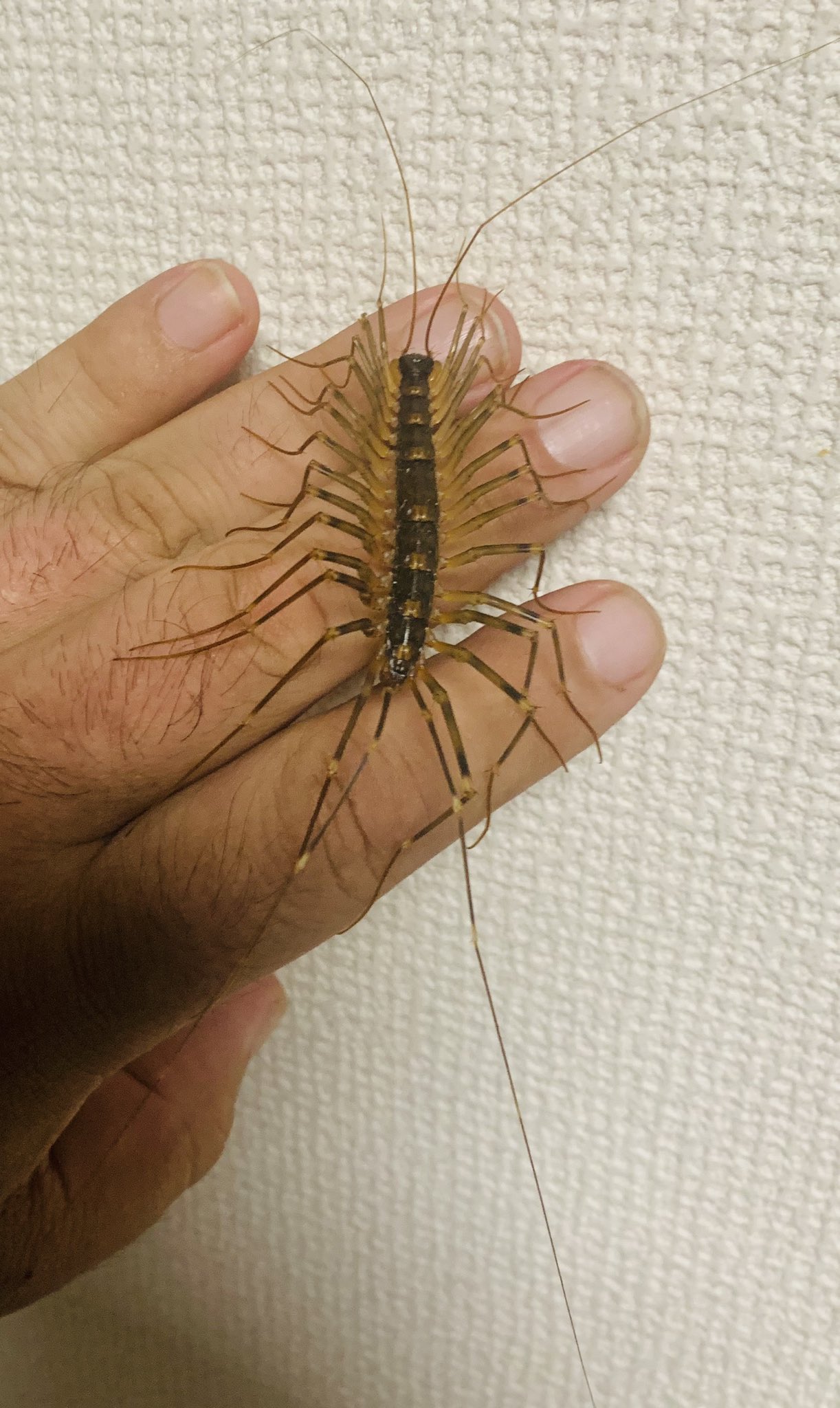 前田 奇虫 オオゲジ 虫嫌いの方は絶対に見ない方が良いです 奇虫のオオゲジです ゲジゲジ のデカいヤツで コオロギを餌に飼育出来ます ゲジゲジの正式名称はムカデ網ゲジ目ゲジ科ゲジ属ゲジです 笑 今日捕まえた天然モノです T Co
