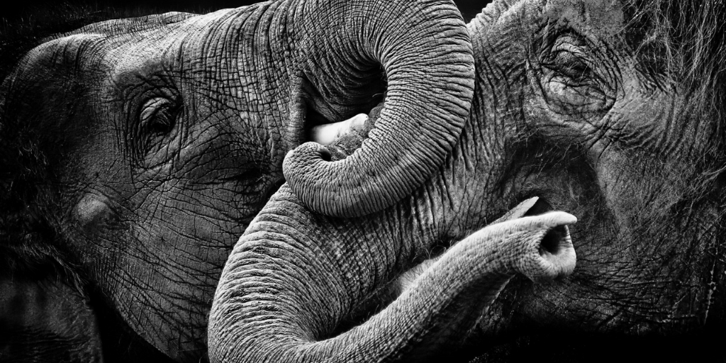 zooconomy's tweet image. Love is composed of a single soul inhabiting two bodies. - Aristotle
#zooconomy #amazon #love #hug #elephant #elephantlover #wildanimal #elephants #animallife⁠ #savetheelephants #elephantlove #worldelephantday #saveelephants #animallove #iloveelephants #animalovers #wildlife #me