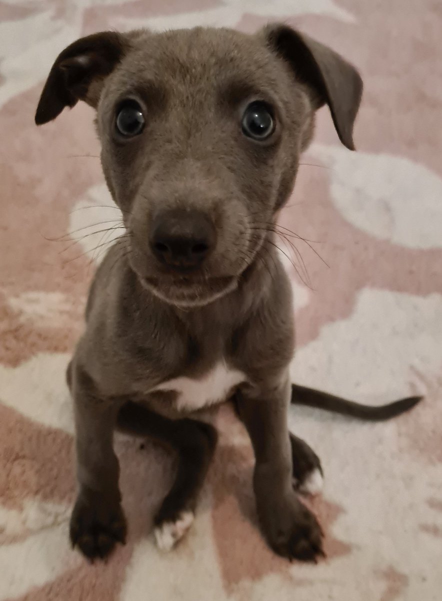 elliotsewell86's tweet photo. Here's Wally the Whippet. Only had him home for 3 days and I'm besotted 🥰 https://t.co/s9v32CXJYZ