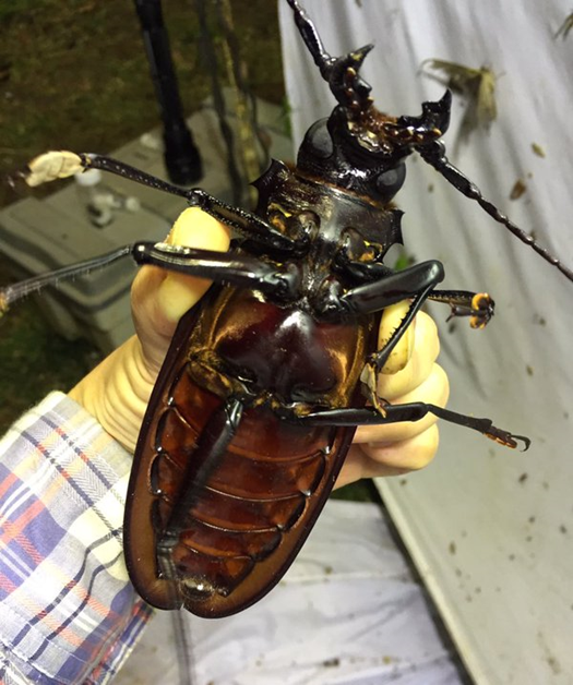 このページのタイタンオオウスバカミキリの実物を捕まえたときには狂喜