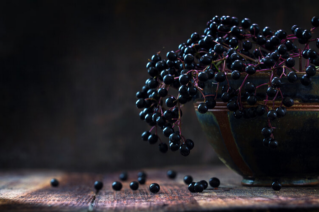 ALL Hail the MIGHTY #Elderberry!
Over 2500 berries go into every 500ml bottle of #Aelder and is what gives our drink its intensity of flavour and velvety smooth texture.
Click here to read Rupert's latest Elderberry BLOG post bit.ly/allhailthemigh… #buckandbirch <a href="/BUCK_AND_BIRCH/">Buck and Birch</a>