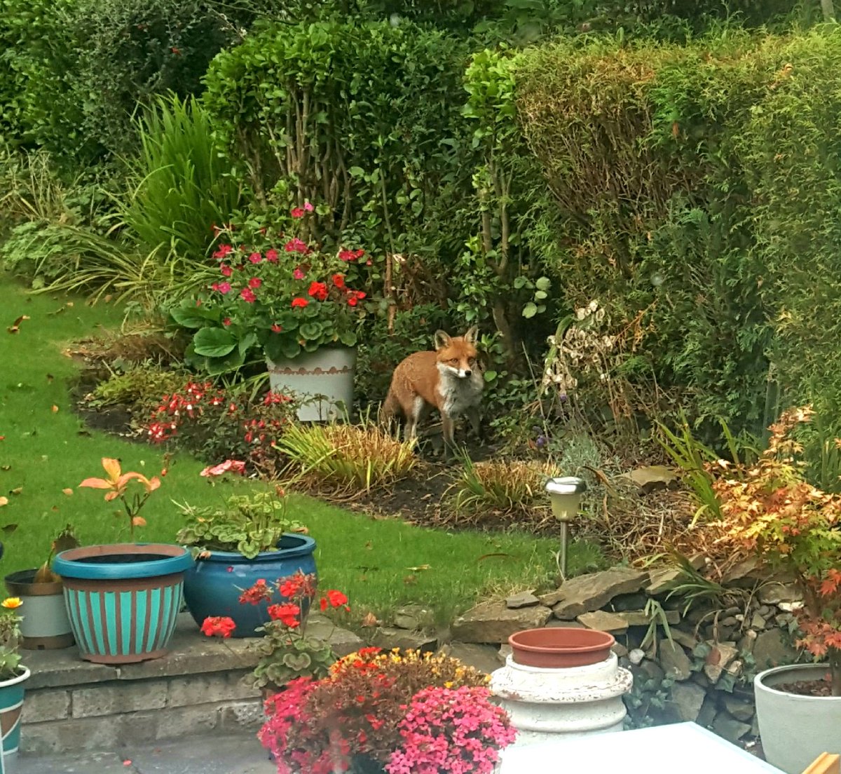 Foxy visitor to my #sheffield #garden this morning!
#autumn #urbanfox #365DaysWild #TwitterNatureCommunity #yorkshire #autumnvibes @BBCLookNorth @YorkshireWildlife @WoodlandTrust @TheMontyDon