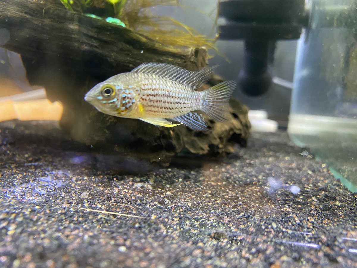 そらにん ウィンケルとタピチェカッコ良すぎてヨダレでる あと片割れのマクマステリも迎えました アピストグラマ Loco便 Apfarm