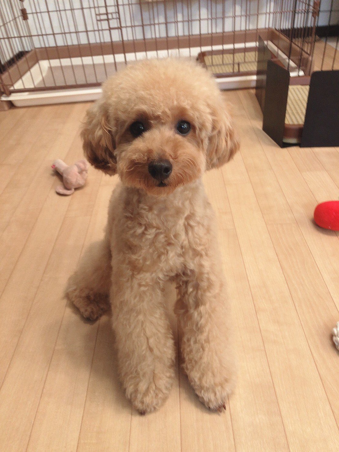 [SNS] 荻野由佳 本間日陽 201012