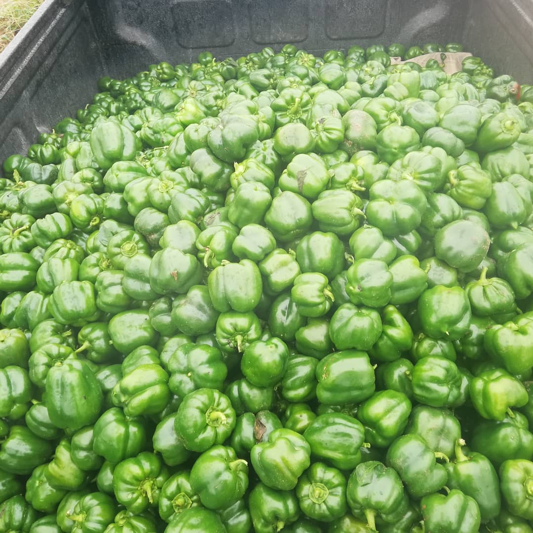BenicaTheFarmer's tweet photo. 400Kg Green Pepper delivered to your most favorite Supermarket.

We supply best quality produces
#Benica
#SparGroup
#PeopleShallEat https://t.co/90cIUoNs8c