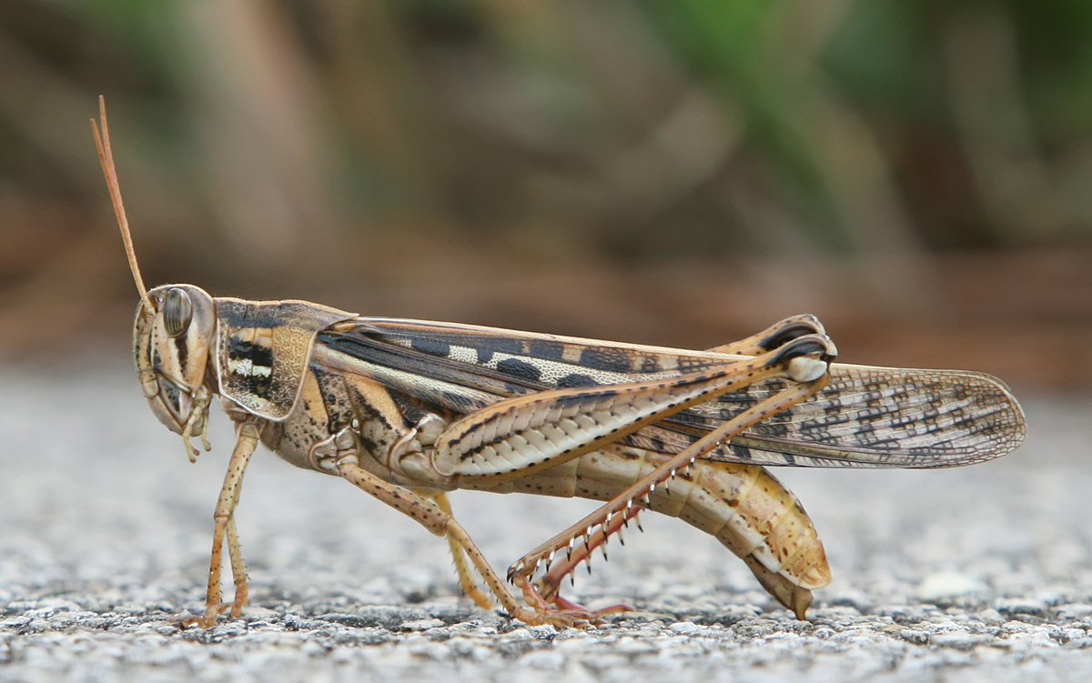  @danedehotties I would LOVE to see you eat a grasshopper. They acoustic treasures would be crunchy and satiate your hunger for days. I implore you to consider eating one.