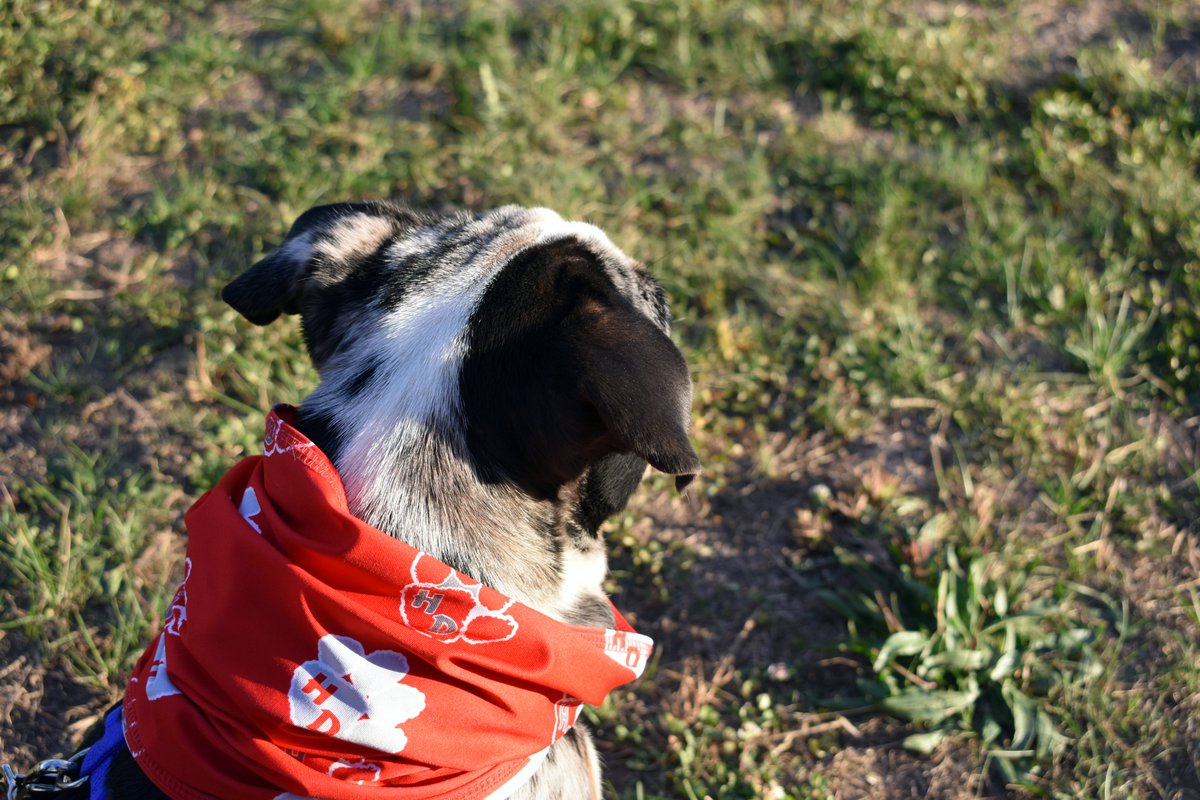 LA_NH's tweet image. Soccer dog