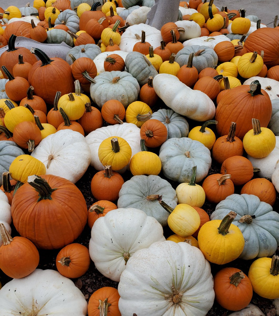 Belinda McRae Miss B tweet media