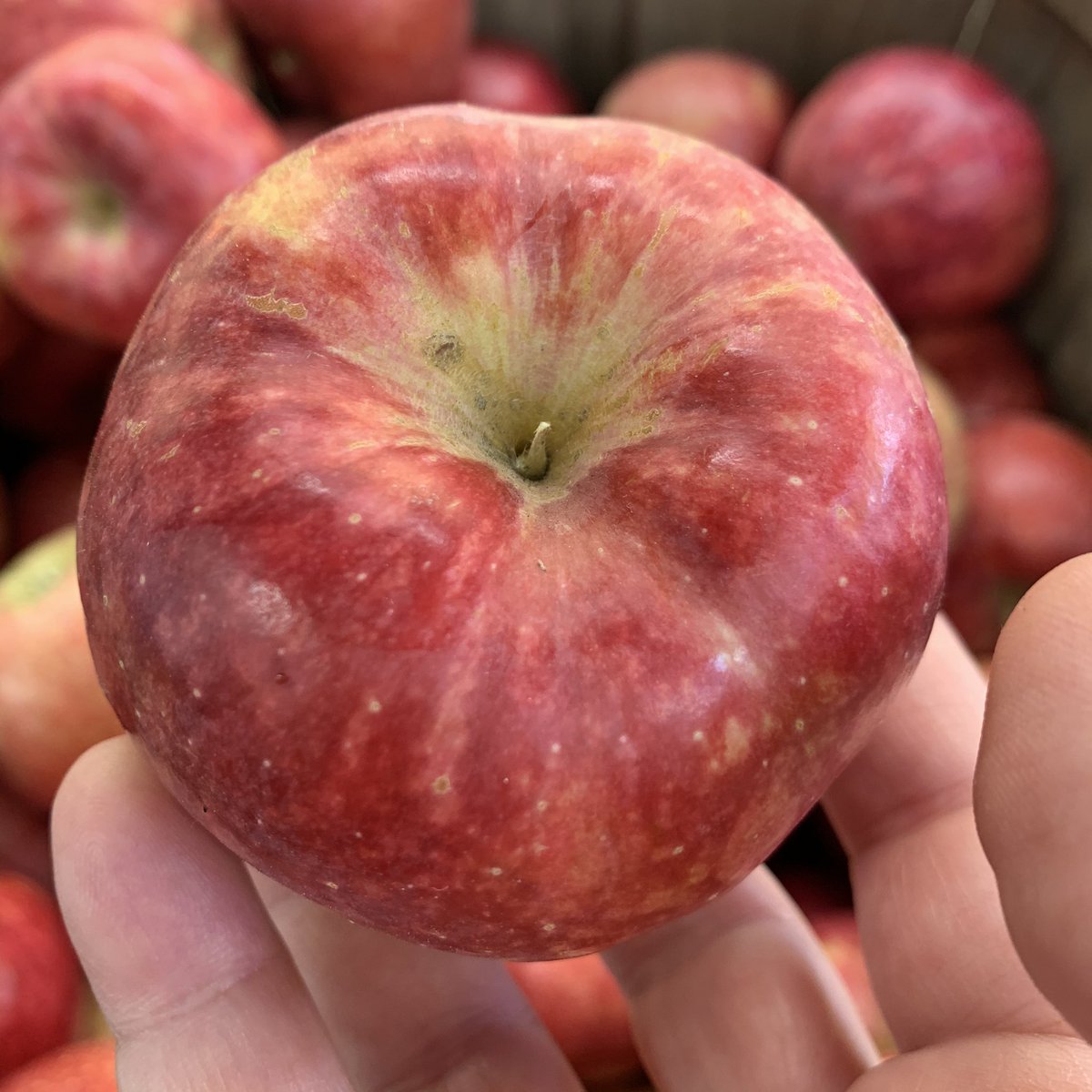 Keepsake, Minnesota 1978. Child of Malinda and Northern Spy, parent of Honeycrisp.A very tasty little apple, with a more textured bite than Honeycrisp - bursting with sugar-melon flavor and a sassy little kick. Yum! 8.5/10
