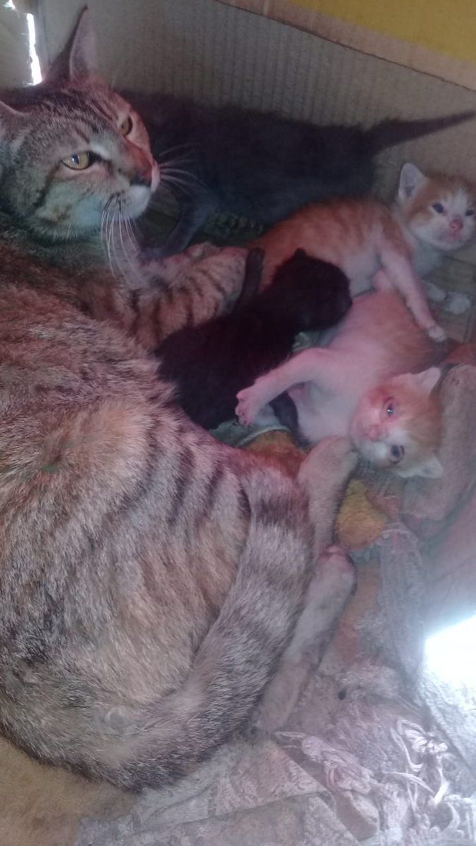 Mi hija al fin me consiguió un gatito, son machos y hembras.
Yo le pedí que lo elija ella!
Si es hembra le pondré "Milagro", si es macho todavía no me decidí. Me ayudan?