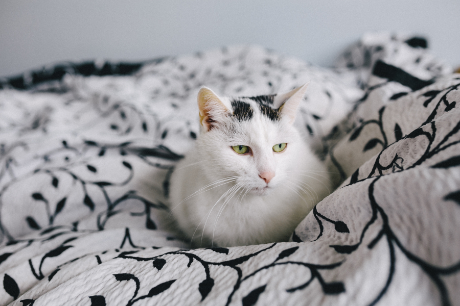 Mornings with your furry friend couldn’t be more puuurrrr-fect in your home at Atelier at University Park… Even on a Monday! Learn more about us today!