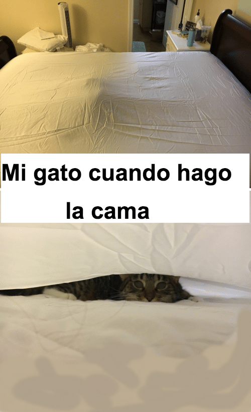 Lina Rubina tweet media