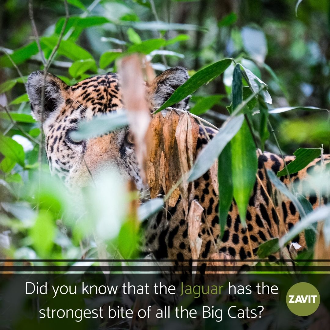 At 2000 psi, the jaguar's bite is stronger than that of the lion and the tiger. Unfortunately, humans have driven this beautiful animal to the brink of extinction. So let's not wait and #savethejaguars. Visit us at bit.ly/34MWZKN
#ClimateChange #conservation #wildlife