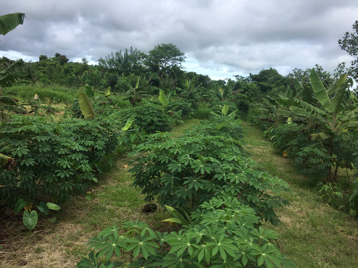 It's time to delve into the practical aspects of Dr Bronner's regenerative supply chain transformation... using #agroforestry as one of their core techniques. 

LINK HERE: regenerativeagroforestry.org/episodes/episo…

#regenerativeagroforestry #regenerativeagriculture #agroecology