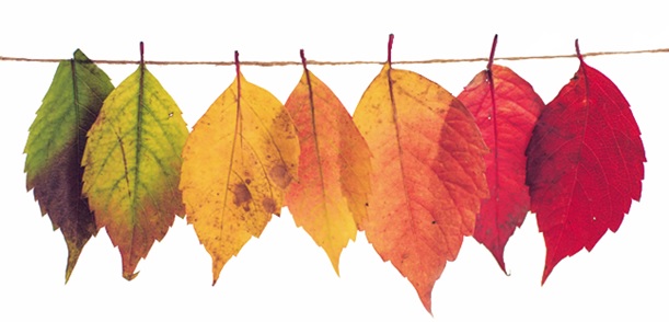 Herfstvakantie; deze week zijn er geen lessen. We herstarten weer vanaf maandag 19 oktober. Tot dan(s)!