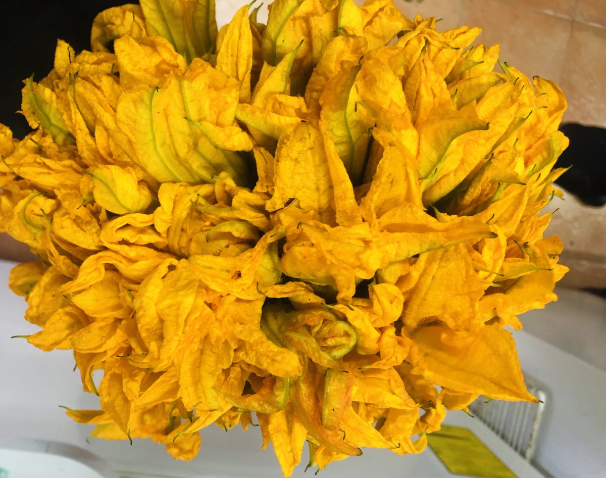 ¡Buen lunes! Nos llegó una Flor de Calabaza hermosa esta mañana... estamos preparando deliciosos omelettes con ella. Ven por uno ó te lo llevamos a casa ó si ya estás trabajando, hasta tu oficina. 5556881082 o 5556057218 o whatsapp 5527243142. Segimos cuidando de tí. https://t.co/lJD6D78PtW