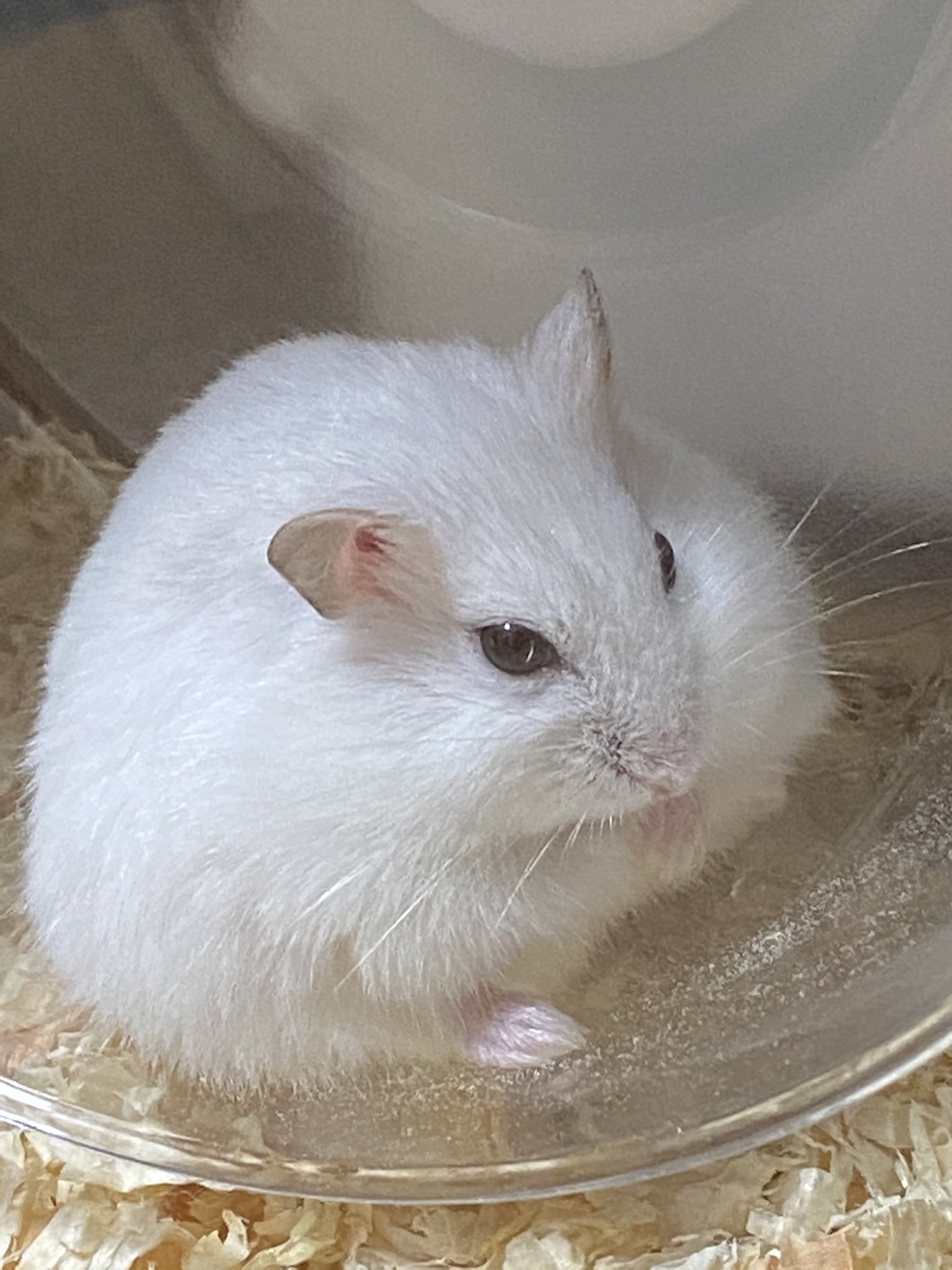きなこもち デブじゃないよ ちょっとモフってしてるだけなの デブって言ったら拗ねちゃうよ ハムスター好きと繋がりたい ハムスターのいる暮らし パールホワイトハムスター T Co Wc56ffu3e9 Twitter