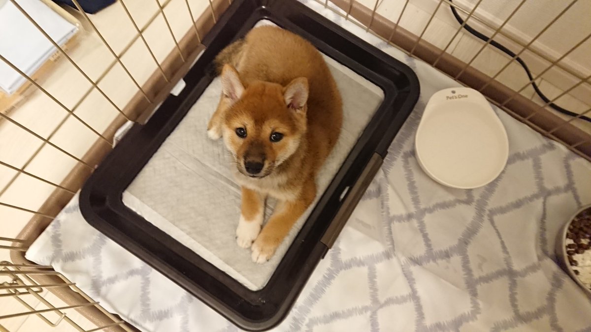 柴犬すみれ Sqqgl70vamoohll Twitter