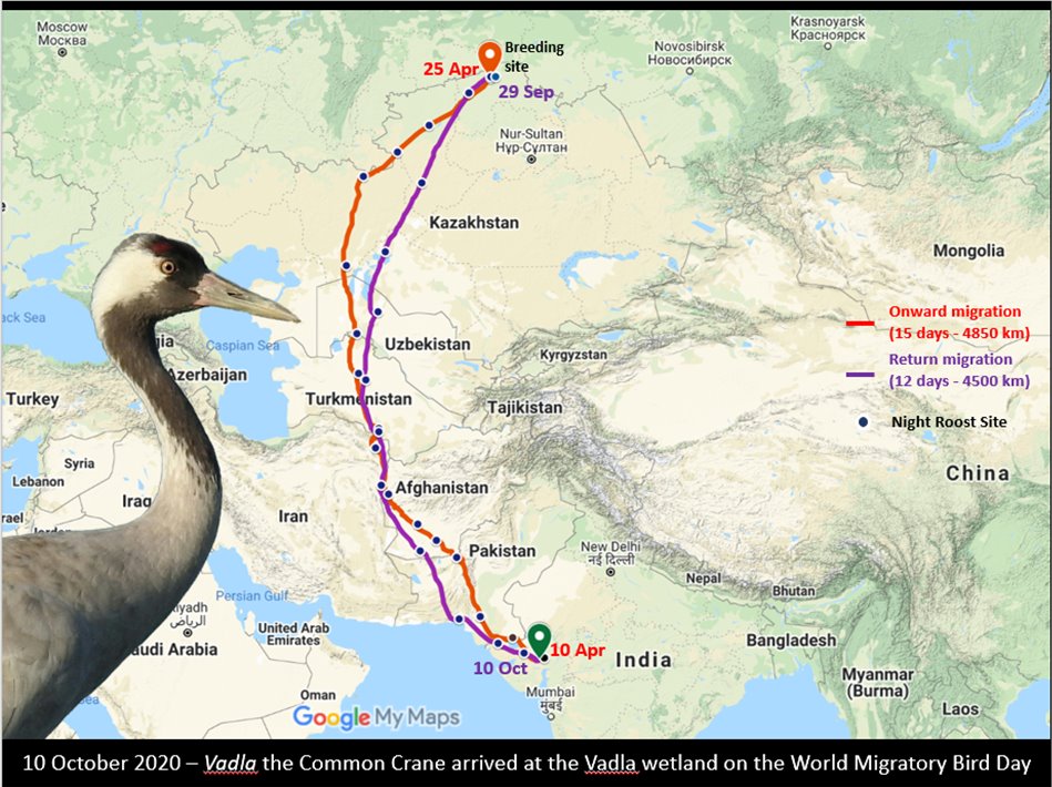 DCFNALSAROVAR's tweet photo. Common Crane named Vadla returns to Vadla Wetland Near Nalsarovar after spending 5 months at the native country Kazakhstan. The bird was tagged and monitored by the senior scientist of WII, Dr Sureshkumar with the help of the staff of Nalsarovar Bird Sanctuary.
@drrajivguptaias https://t.co/l8rJBPLp9m