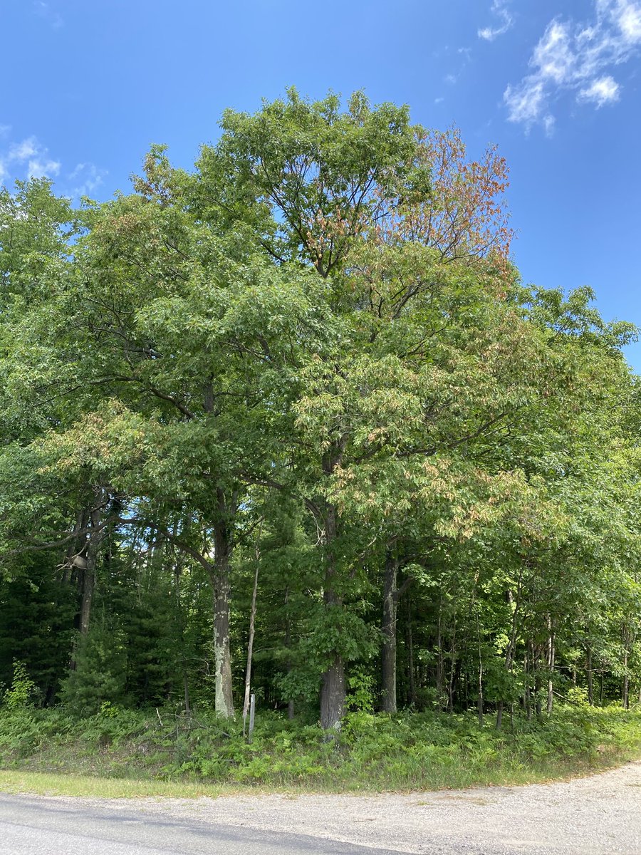 Karan_PlantPath's tweet photo. How #oakwilt started        How its going after 2 months https://t.co/MxfBuxEMzH