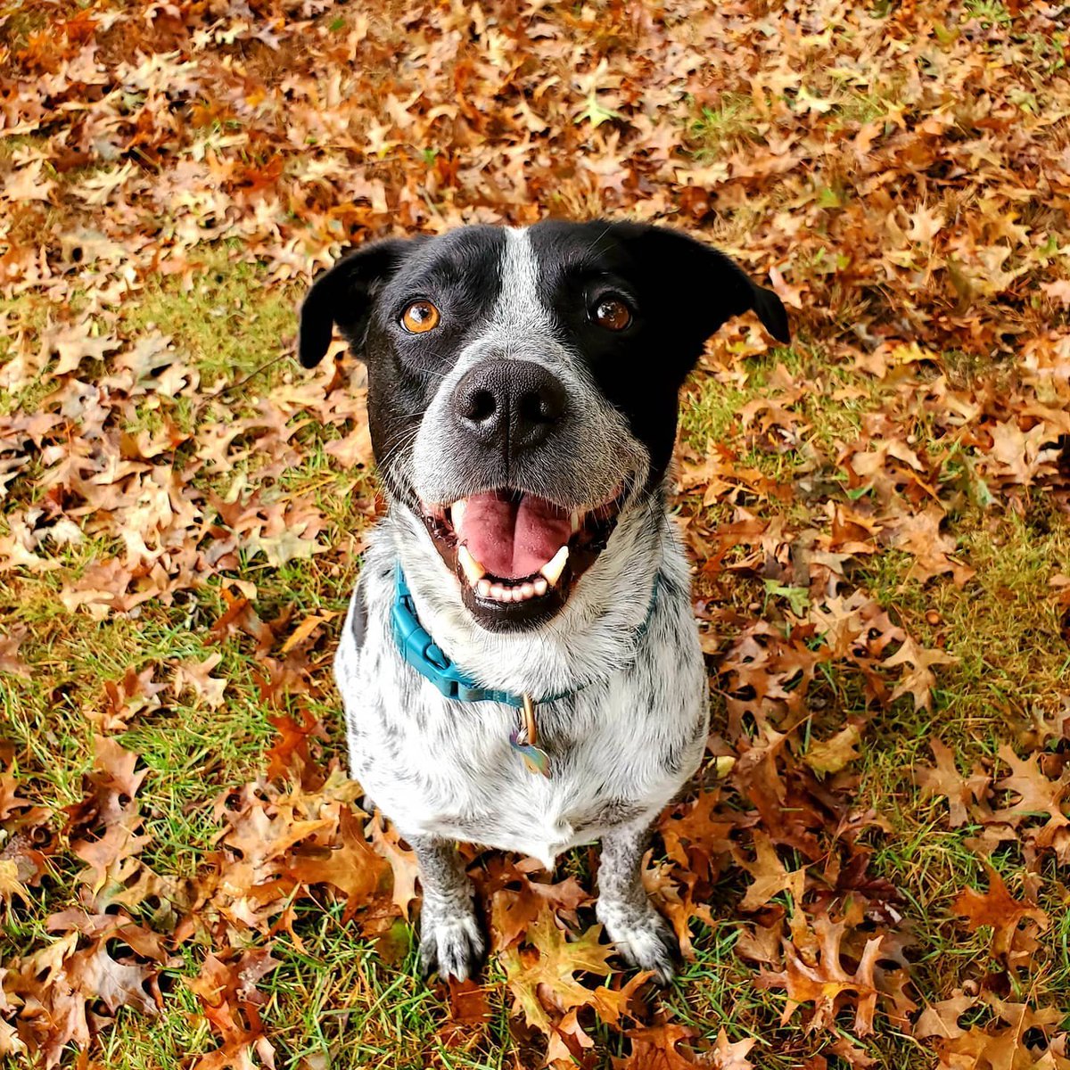 Visit_NJ's tweet photo. 📷 @sheeshkimmy (via Instagram)
Even dogs love to play around in the crunchy leaves!
.
.
.
#VisitNJ #NewJersey #DogsofNJ #Fall https://t.co/8OMn1Mw9B9
