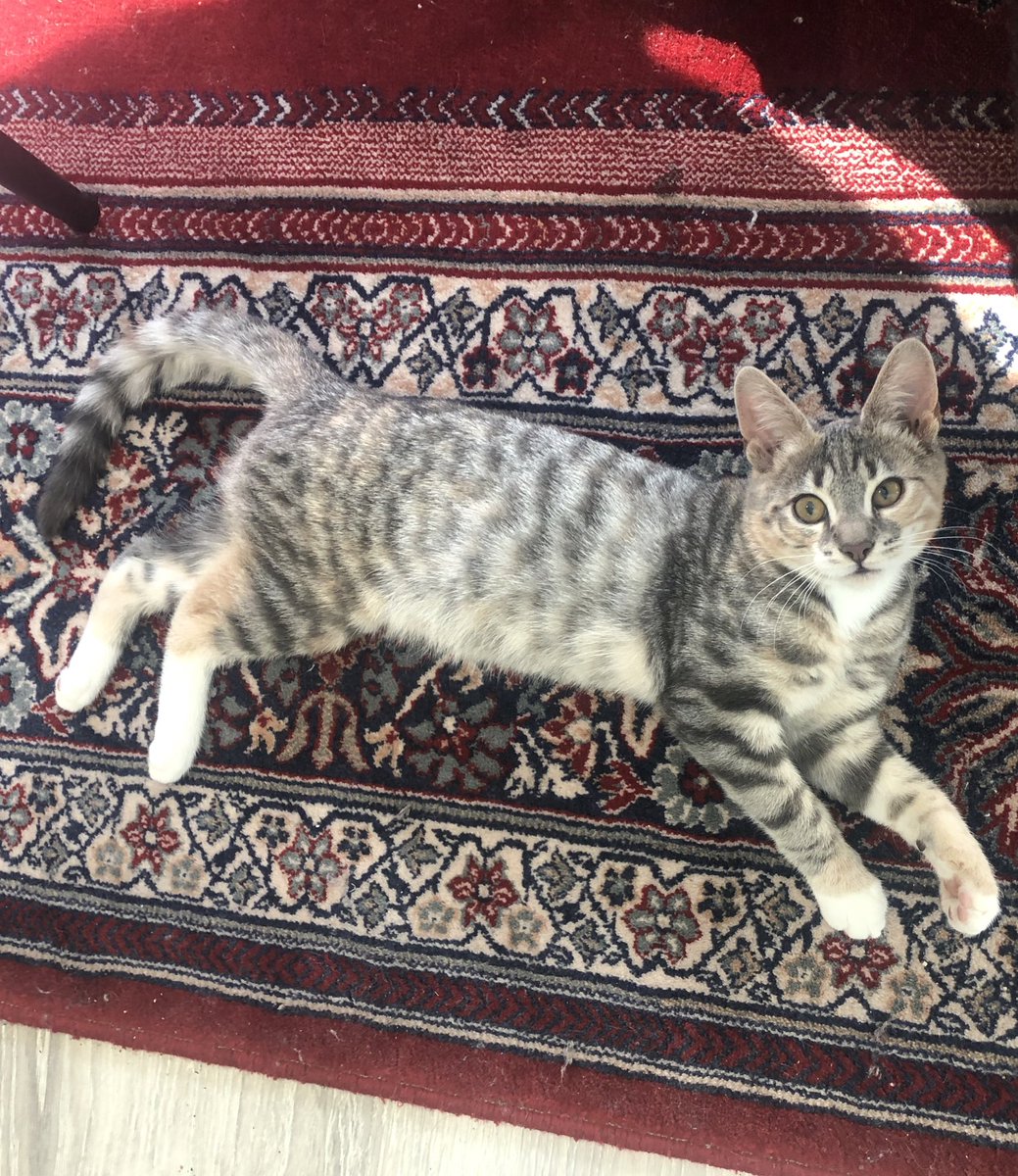 Yrja mín✨ fyndin😄, löng🐈, sætust🥺 og óþekkust😈
#kisaádag