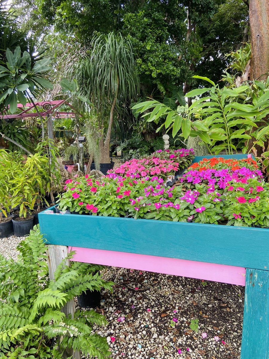 BanyanTreeKeys's tweet photo. Beautiful new plants arrivals! 💖

#tropicalgarden #banyantreegarden #islamorada #floridakeys https://t.co/n29U59SyTb