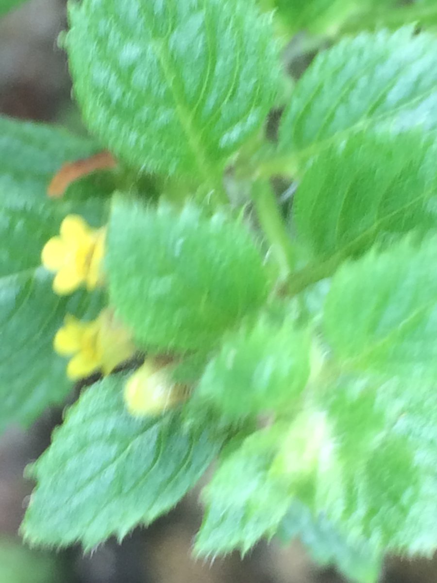 purabibose's tweet photo. #indigenous #languages no word for #weed nor #weedicides
How our #education is shaping destroying our #nature #forest #landscapes
A few photo from my morning walk today https://t.co/qduMqwqnXk